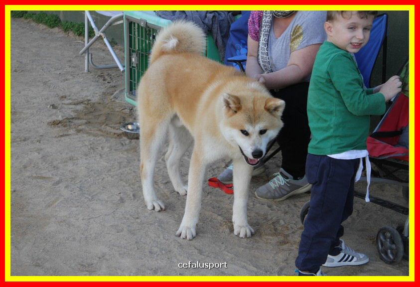 180311 mostra_canina 044.jpg